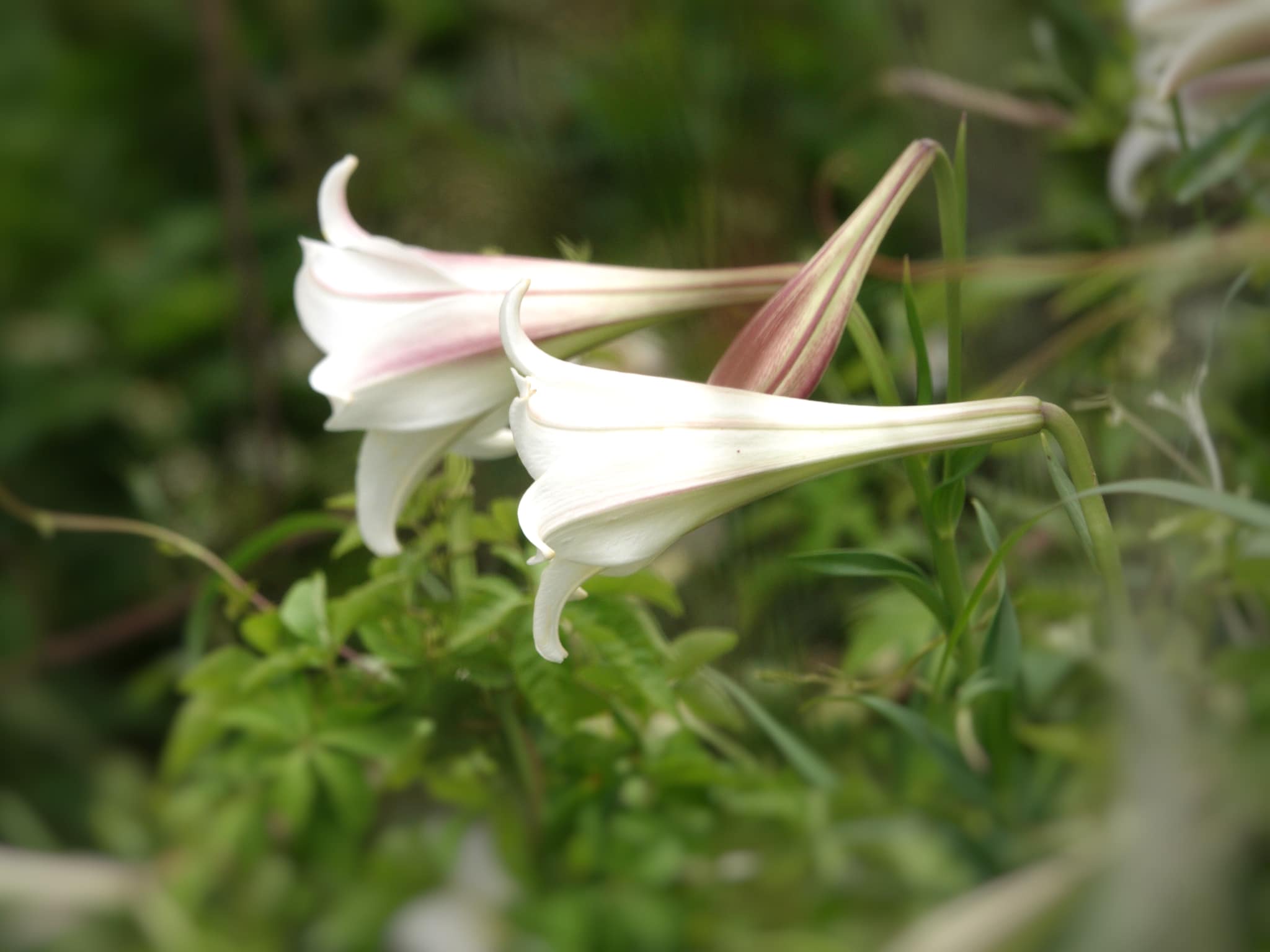 原生種台灣百合,日本稱為「高砂百合」,有紅色線條,枝條和葉較細長,並大量移植到日本。