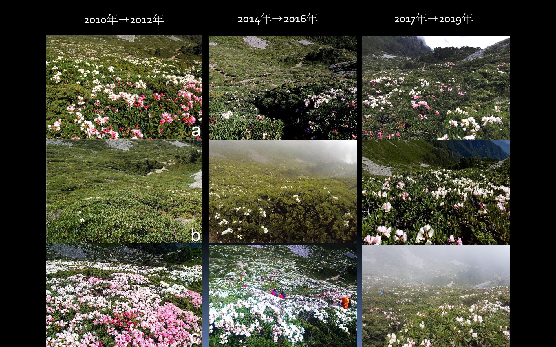 小編整理前10年的雪山圈谷花況,約每隔2年會有盛花期,每4年則有超級盛花期,但這幾年受冬季溫度與昆蟲影響就沒有明顯的盛花狀況了。 小編整理前10年的雪山圈谷花況,約每隔2年會有盛花期,每4年則有超級盛花期,但這幾年受冬季溫度與昆蟲影響就沒有明顯的盛花狀況了。