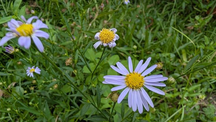 雞兒腸 Aster indicus L.